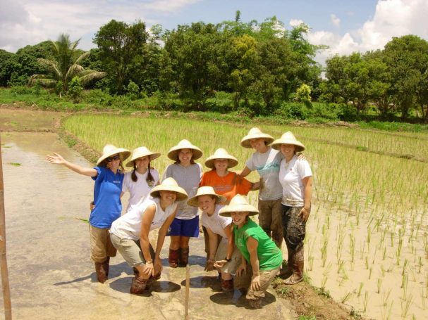 Thailand Ricefields