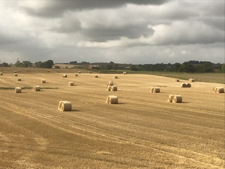 The fields are ready for harvest