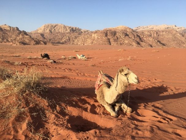 Middle East Camel.jpg