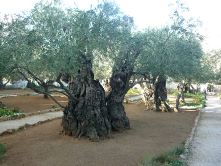 Olive trees.jpg