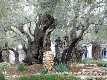 The Gethsemane Garden.jpg